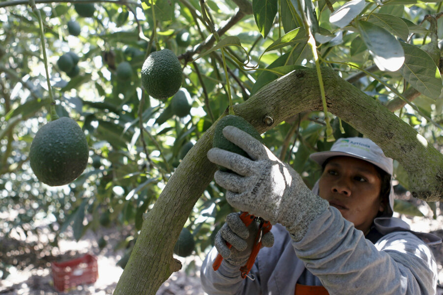 Avocados shortage? US prices surge amid Mexican strike.
